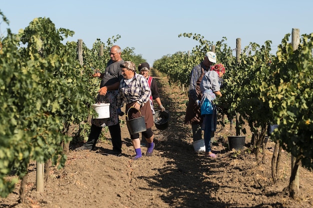 Taraclia Moldavia 09152020 agricultores cosechando uvas de un viñedo Cosecha de otoño