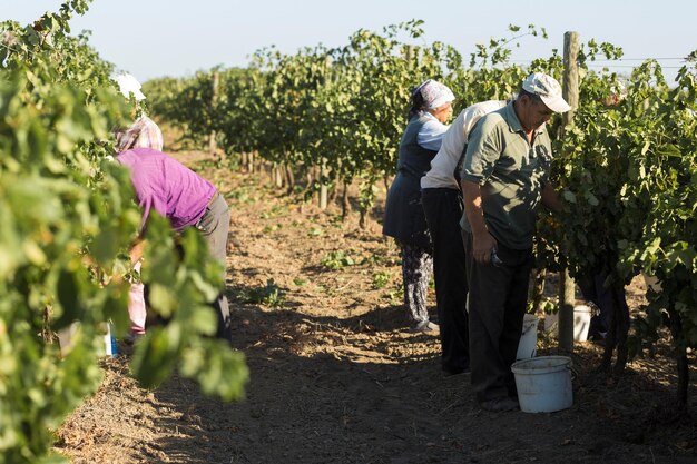 Taraclia Moldavia 09152020 agricultores cosechando uvas de un viñedo Cosecha de otoño