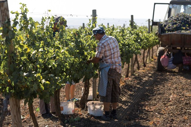 Taraclia Moldavia 09152020 agricultores cosechando uvas de un viñedo Cosecha de otoño