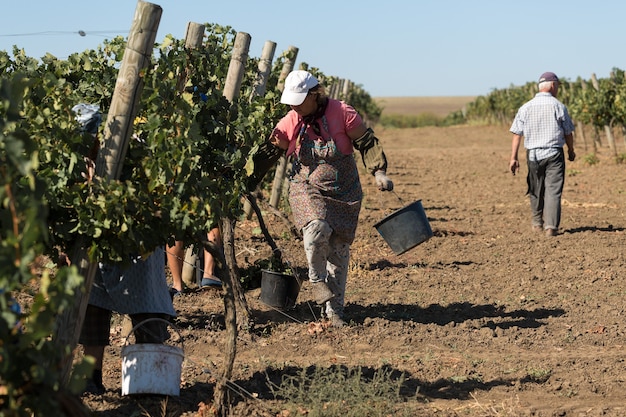 Taraclia, Moldávia, 15.09.2020. Agricultores colhendo uvas de um vinhedo. Colheita de outono.