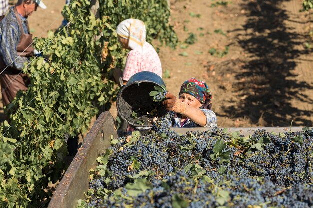 Foto taraclia, moldavia, 15.09.2020. agricultores cosechando uvas de un viñedo. cosecha de otoño.