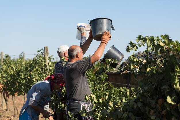 Taraclia, Moldavia, 15.09.2020. Agricultores cosechando uvas de un viñedo. Cosecha de otoño.