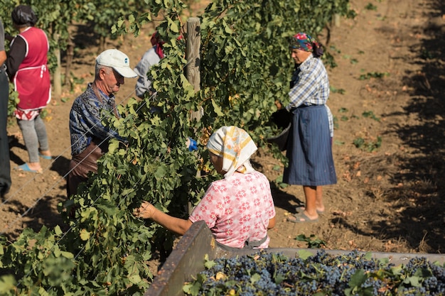 Taraclia, Moldavia, 15.09.2020. Agricultores cosechando uvas de un viñedo. Cosecha de otoño.