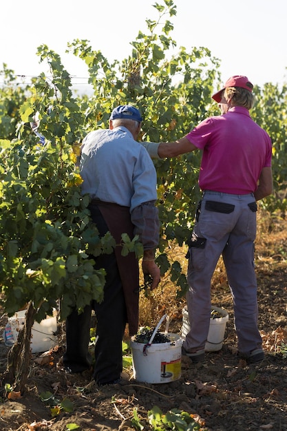 Taraclia Moldawien 09152020 Bauern ernten Trauben aus einem Weinberg Herbsternte