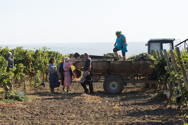 Taraclia, Moldawien, 15.09.2020. Landwirte, die Trauben von einem Weinberg ernten. Ernte im Herbst.