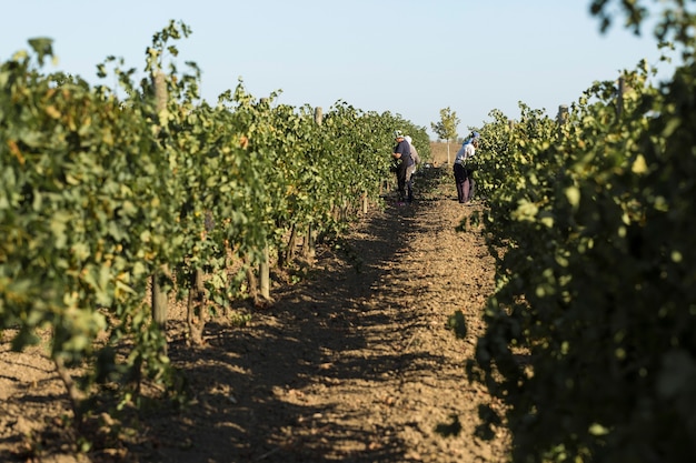 Taraclia, Moldawien, 15.09.2020. Landwirte, die Trauben von einem Weinberg ernten. Ernte im Herbst.