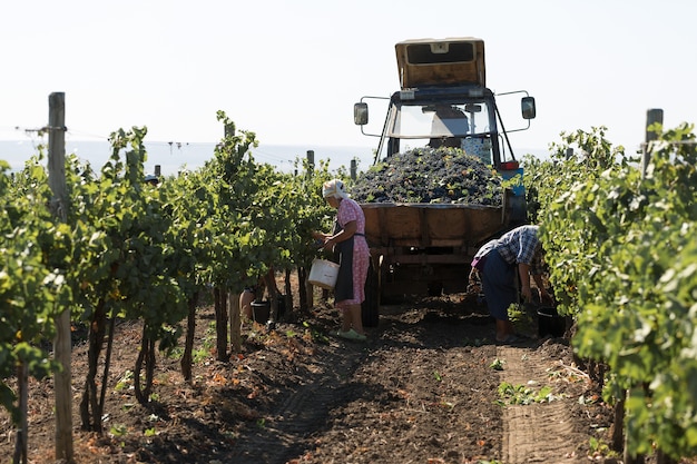 Taraclia, Moldawien, 15.09.2020. Landwirte, die Trauben von einem Weinberg ernten. Ernte im Herbst.