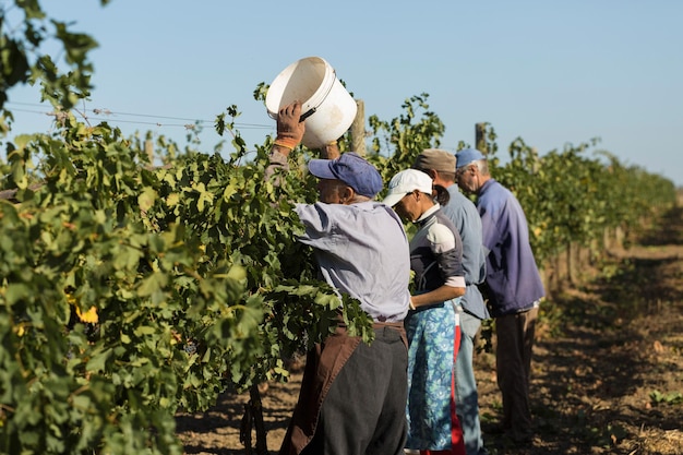 Taraclia Moldova 09152020 Agricultores colhendo uvas de um vinhedo Colheita de outono