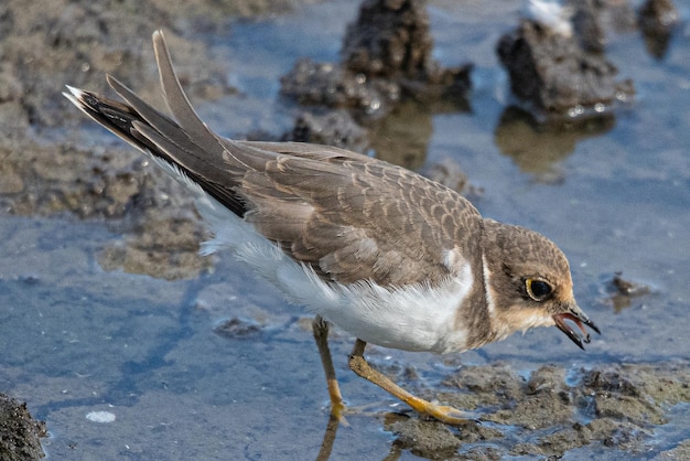 Tarambola anelada Charadrius dubius em marshel emporda catalunha girona espanha