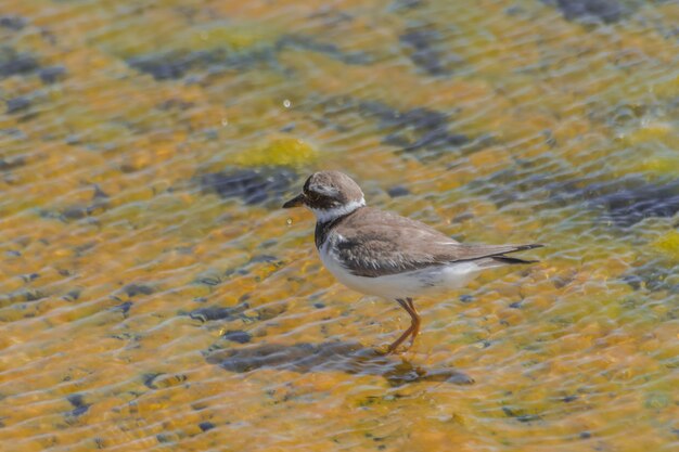 tarambola-comum (Charadrius hiaticula) em água salobra