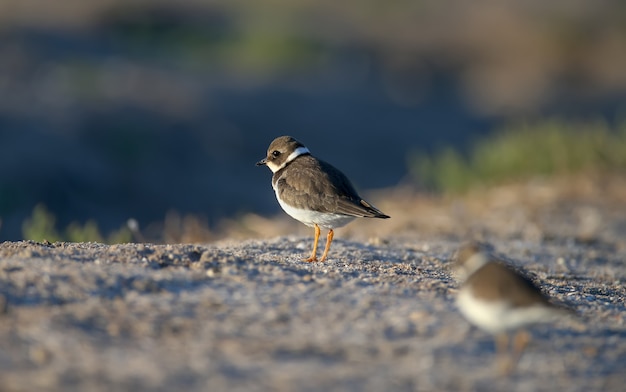 Tarambola-comum jovem e adulta ou tarambola-anelada (Charadrius hiaticula) na plumagem de inverno, close-up na margem do lago na luz suave da manhã