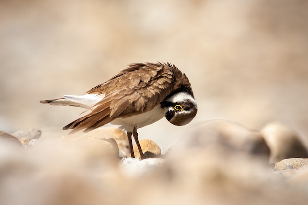 Tarambola-pequena, limpando suas penas e de pé sobre rochas na natureza