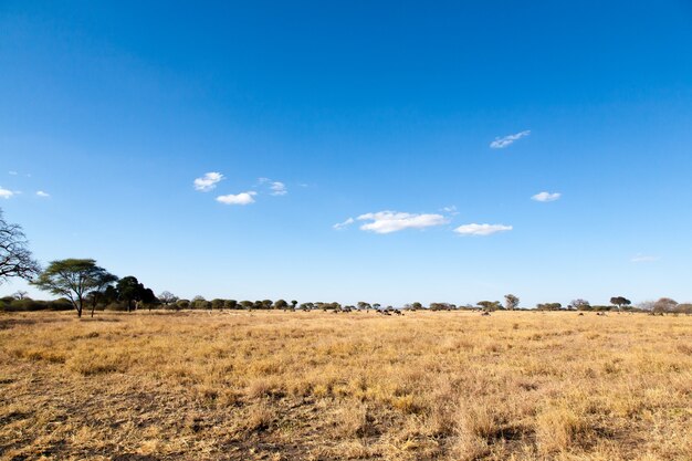 Tarangire Nationalpark-Panorama, Tansania, Afrika. afrikanische Safari