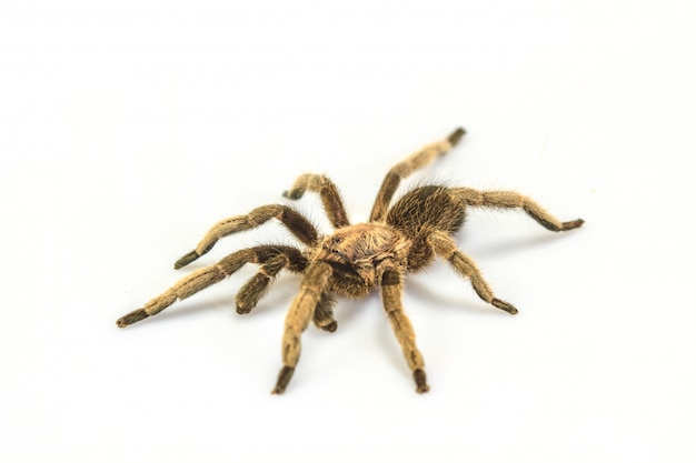 Tarantula lokalisiert auf weißem Hintergrund