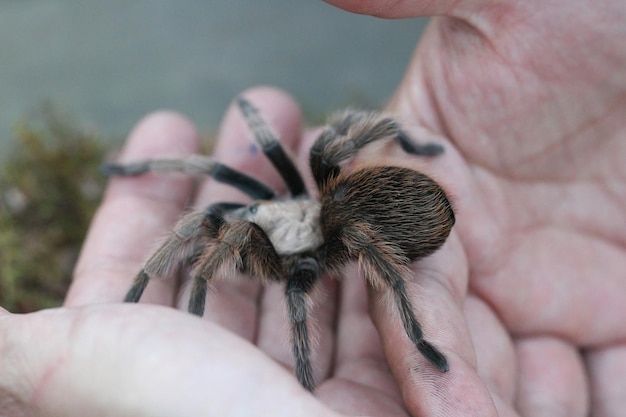 Tarántula en la naturaleza