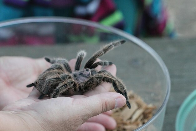 Tarántula en la naturaleza