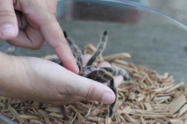 Tarántula en la naturaleza