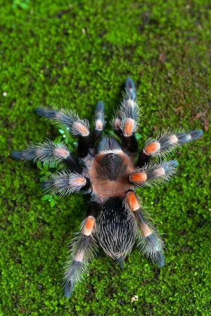 Foto tarántula de rodilla roja mexicana vista desde arriba