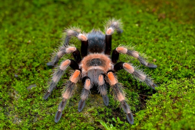 Tarántula de rodilla roja mexicana vista desde arriba