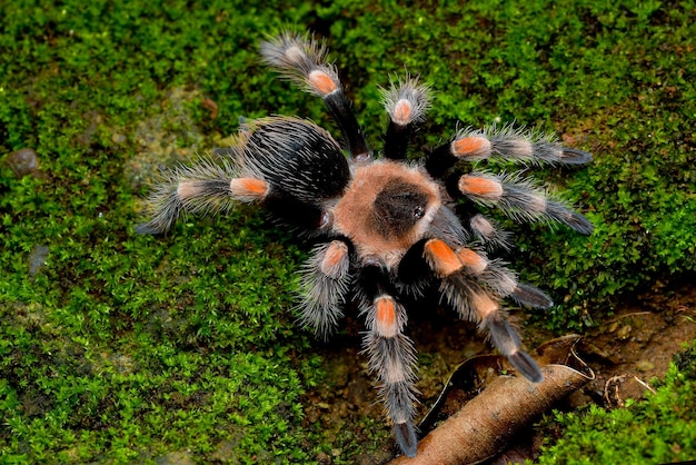 Tarántula de rodilla roja mexicana vista desde arriba