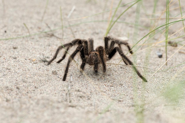 Tarantula-Spinne nah auf dem Sandhintergrund