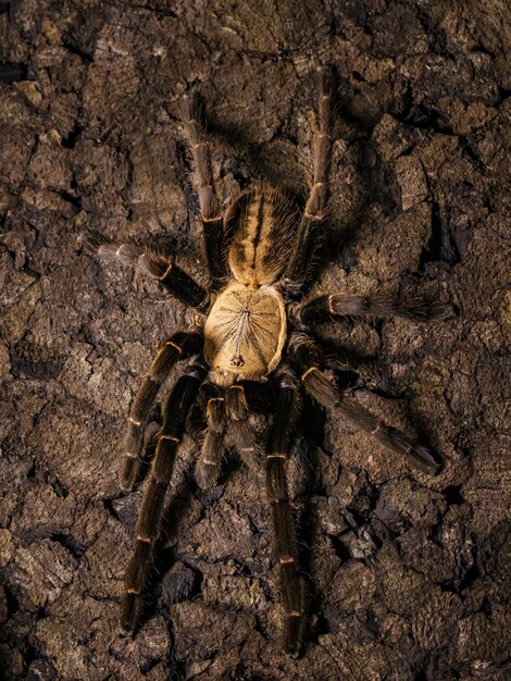 Foto una tarántula en el tronco de un árbol