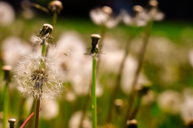 Un taraxacum de diente de león maduro con semillas blancas y un fondo de hierba verde borroso