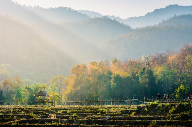 Por la tarde la belleza del campo. Arroz Pai, Mae Hong Son, Tailandia.