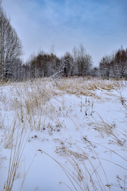 Tarde en el bosque nevado de invierno