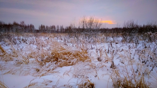 Tarde en el bosque nevado de invierno