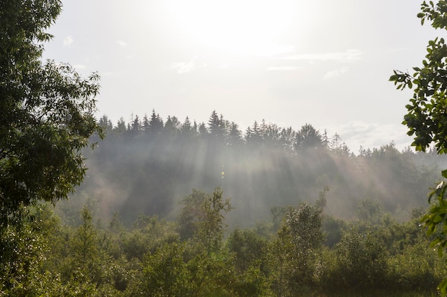 Tarde brumosa después de la lluvia en el bosque