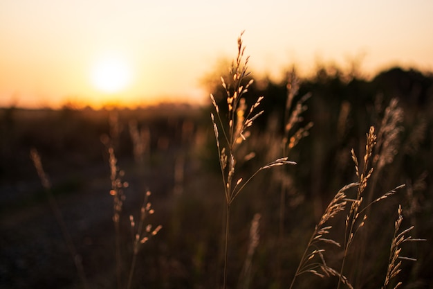 Tarde cálida de primavera con una pradera brillante y vibrante durante la puesta de sol. Silueta de hierba a la luz del sol dorado. Hermoso paisaje natural con rayos de sol. Hierba seca al sol, al amanecer o al atardecer.