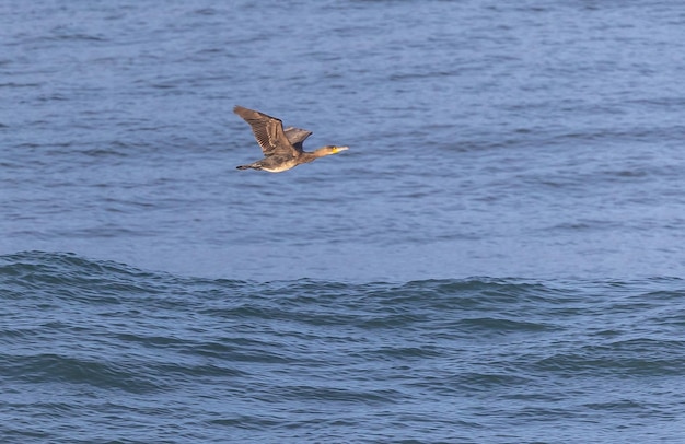 ¡Una tarde en la cornisa cantábrica con paisajes, fauna y olas!