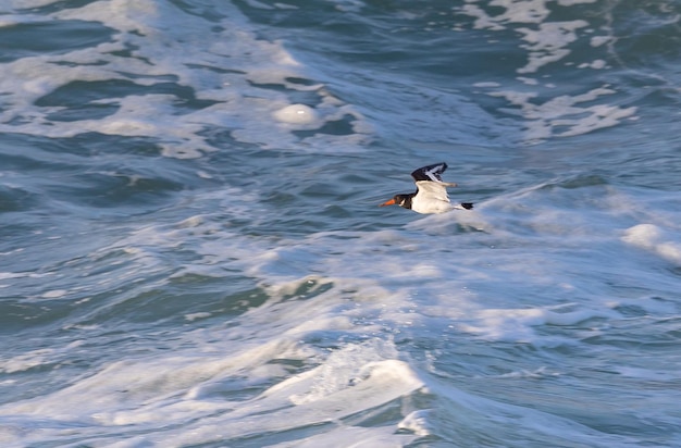 ¡Una tarde en la cornisa cantábrica con paisajes, fauna y olas!