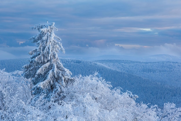 Tarde de invierno en lo alto de las montañas con vistas a un bosque nevado