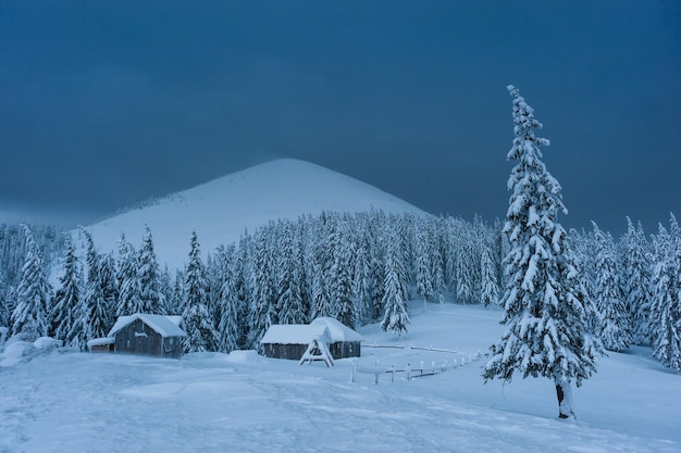 Tarde de invierno en madera en las montañas, todos los árboles cubiertos de nieve blanca, paisaje navideño. Hermoso bosque helado