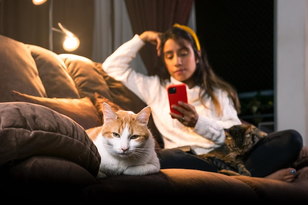 Una tarde serena con dos gatos y una lámpara de luz cálida en un hogar latino