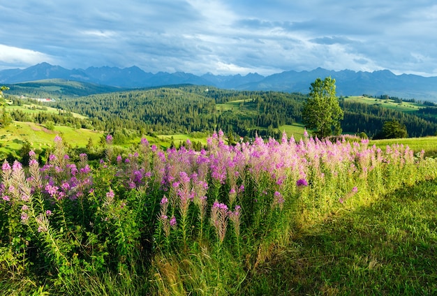 Tarde de verano en las afueras de la aldea de montaña con flores rosas en la parte delantera y detrás de la gama Tatra (Gliczarow Gorny, Polonia)