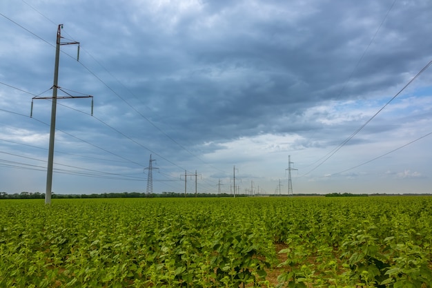 Tarde de verano. Nubes pesadas sobre un campo con girasoles. Líneas eléctricas