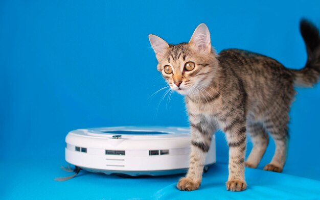 Las tareas domésticas y el concepto de tecnología inteligente un gatito jugando con una aspiradora robot sobre un fondo azul Lindo gato gris sentado cerca de la aspiradora