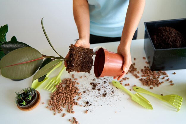 Tareas domésticas para trasplantar flores a una maceta nueva. Una joven se dedica a las flores en un apartamento luminoso.