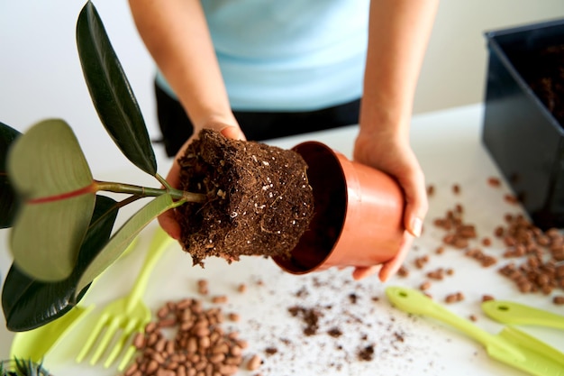 Tareas domésticas para trasplantar flores en una maceta nueva Una niña se dedica a las flores en un apartamento luminoso