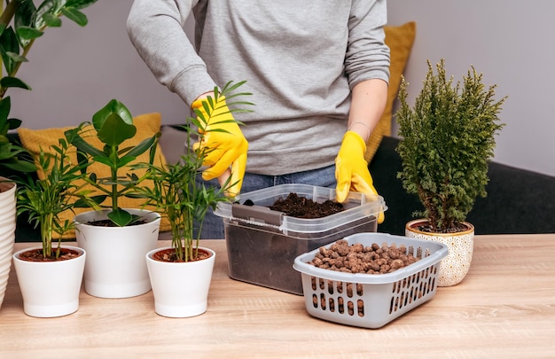 Tarefas domésticas para transplantar flores em um novo vaso. Uma jovem está envolvida em flores em um apartamento brilhante.Parte 2