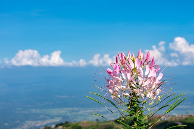 Tarenaya hassleriana flor En la cima de la montaña.