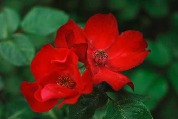 Tarjeta 2 flores rojas sobre un fondo de hojas verdes Dos capullos escarlata en flor