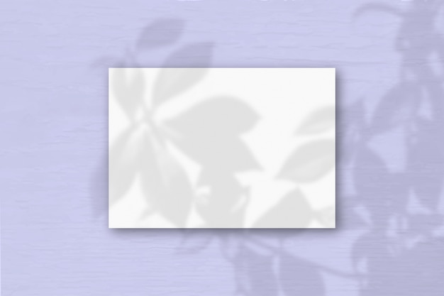 Foto tarjeta blanca con sombra de rama