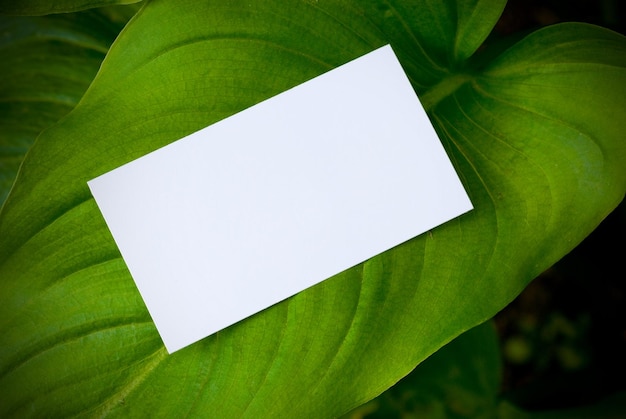 Tarjeta en blanco sobre una hoja verde, fondo natural