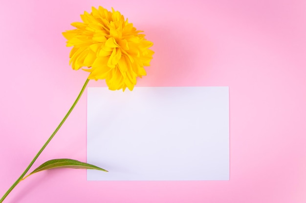 Tarjeta de felicitación en blanco y flor amarilla sobre un fondo rosa Concepto de verano