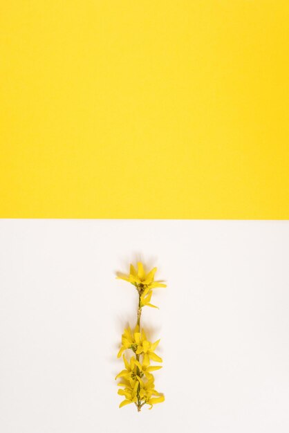 Tarjeta de felicitación creativa para Pascua o Día de la Madre Una rama con flores de manzana en blanco y amarillo