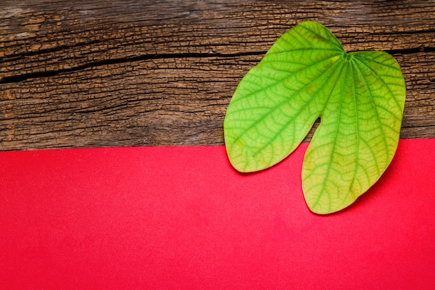 Tarjeta de felicitación de Dussehra con apta / Bauhinia racemosa